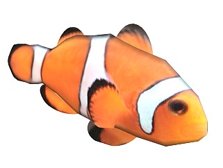 精品<em>动物</em>模型(39)小丑鱼